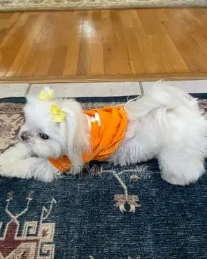 1-3 months Male Purebred Maltese