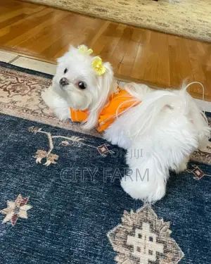 1-3 months Male Purebred Maltese