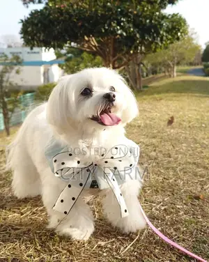1-3 months Female Purebred Maltese