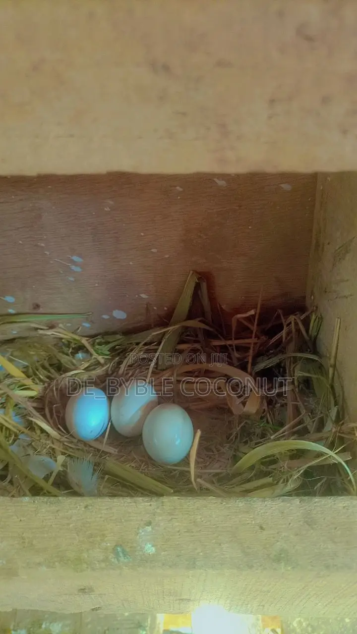 Whites Dove Eggs for Sale