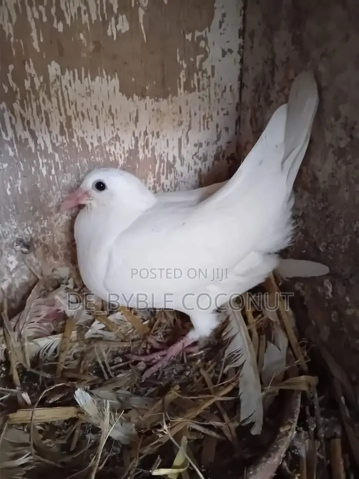 Whites Dove Eggs for Sale