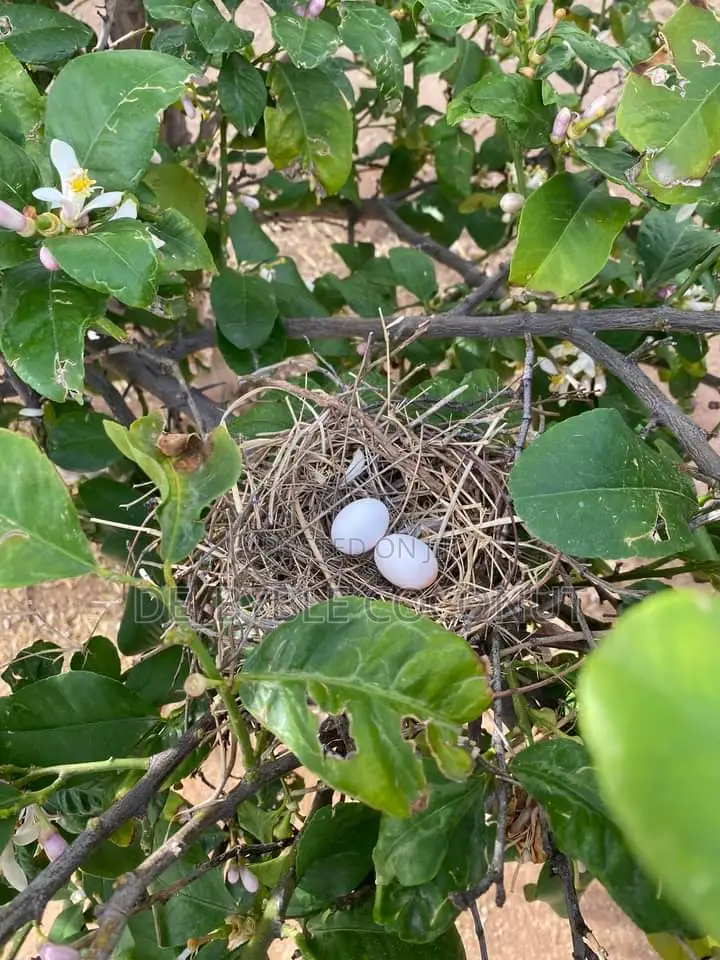 Whites Dove Eggs for Sale
