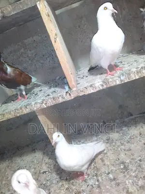 Pure White Pigeons