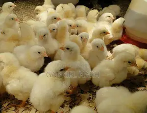 Day Old Broilers: Ross 308 , Arbor Acre and Cobb 500