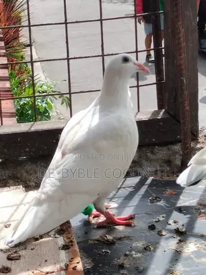 Purely White Dove Is Going for Cool Price