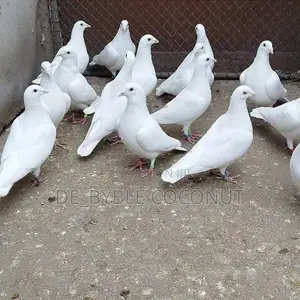 Purely White Dove Is Going for Cool Price