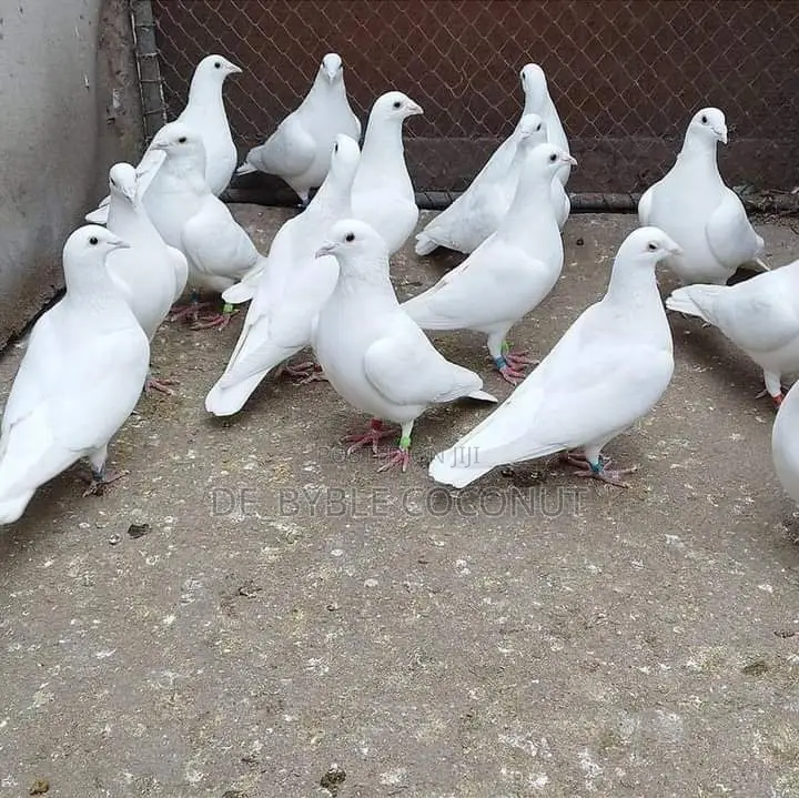 Purely White Dove Is Going for Cool Price