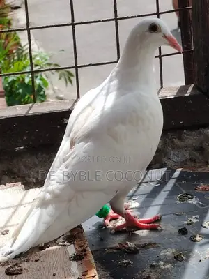 Purely White Dove Is Going for Cool Price