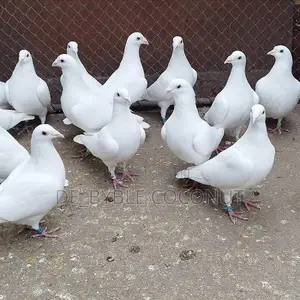Purely White Dove Is Going for Cool Price
