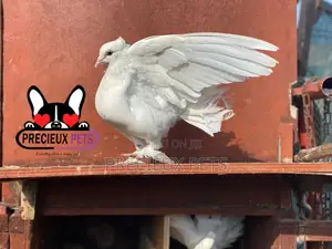 1 Pair Of White Indian Fantail Pigeons