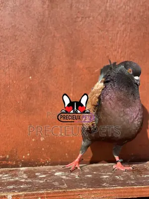 1 Pair Mordena Fancy Pigeons