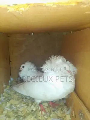 Fancy Pigeons For Sale