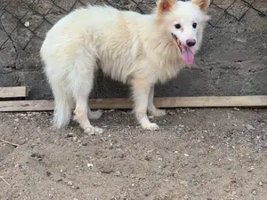 6-12 months Male Purebred American Eskimo