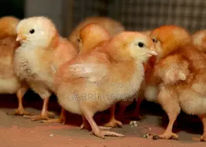 Day Old Chicks of Brown Layers: Hyline, Lohmann, Isa Brown