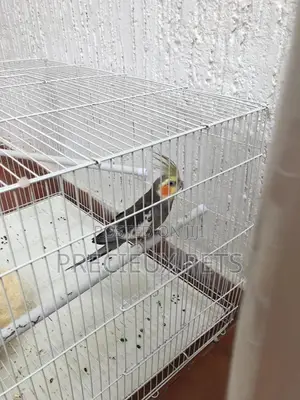 Domesticated Cockatiels Birds