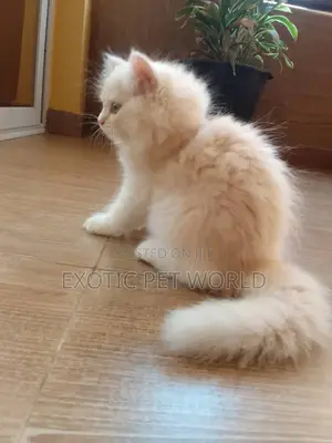 1-3 months Male Purebred Persian