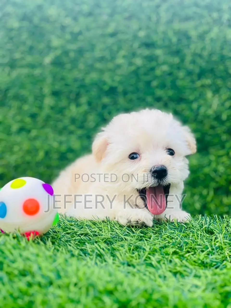1-3 months Male Purebred Poodle