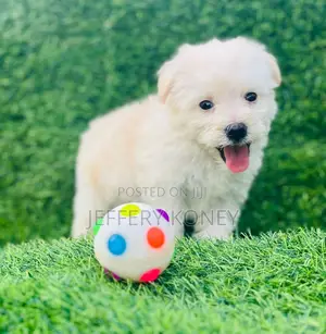 1-3 months Male Purebred Poodle