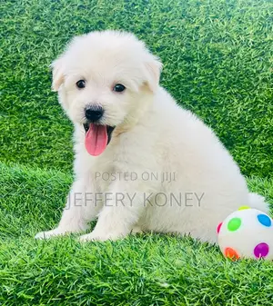 1-3 months Male Purebred Poodle