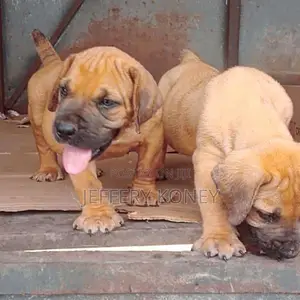 1-3 months Male Purebred Boerboel