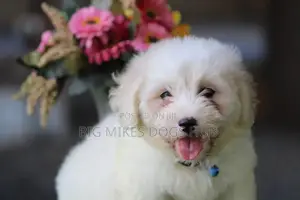 1-3 months Female Purebred Maltese