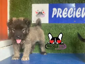 1-3 months Male Purebred Caucasian Shepherd