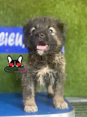 1-3 months Female Purebred Caucasian Shepherd