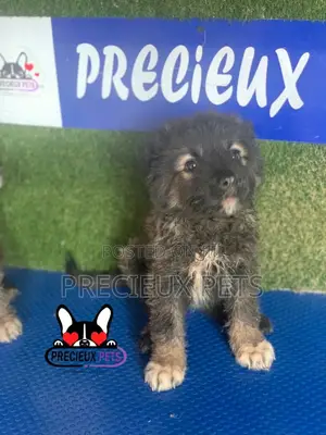 1-3 months Female Purebred Caucasian Shepherd