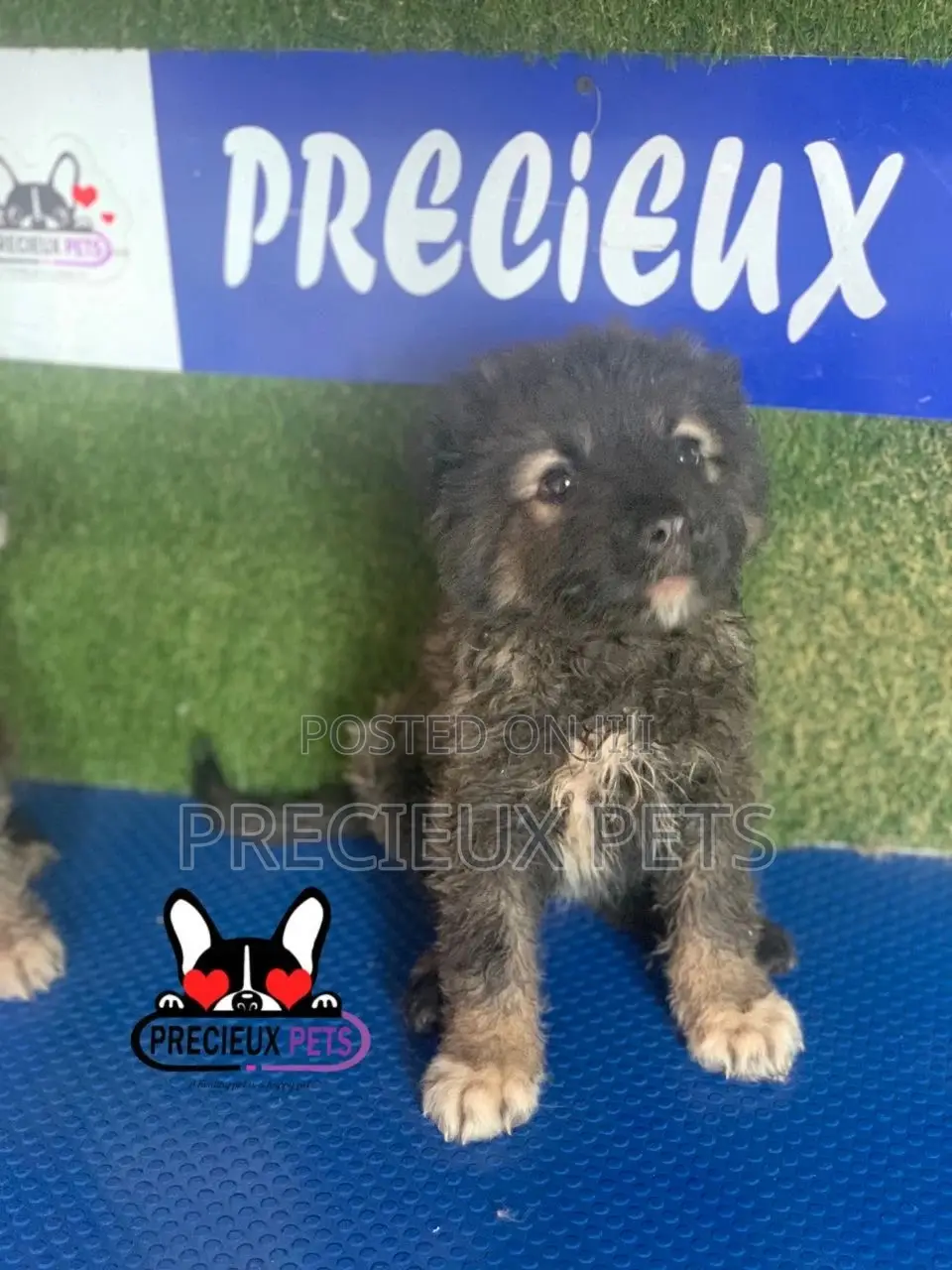 1-3 months Female Purebred Caucasian Shepherd