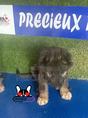 1-3 months Female Purebred Caucasian Shepherd