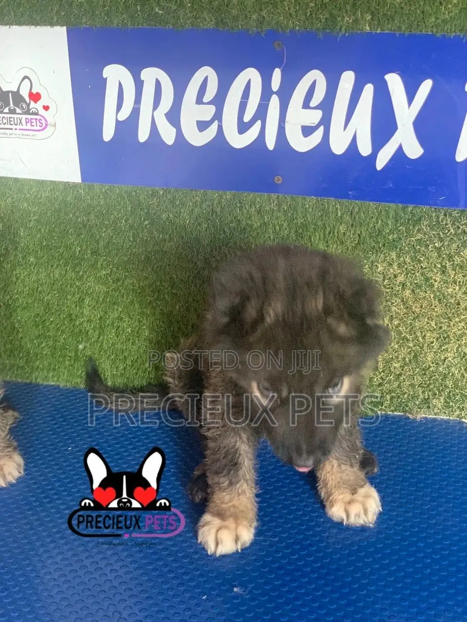 1-3 months Female Purebred Caucasian Shepherd