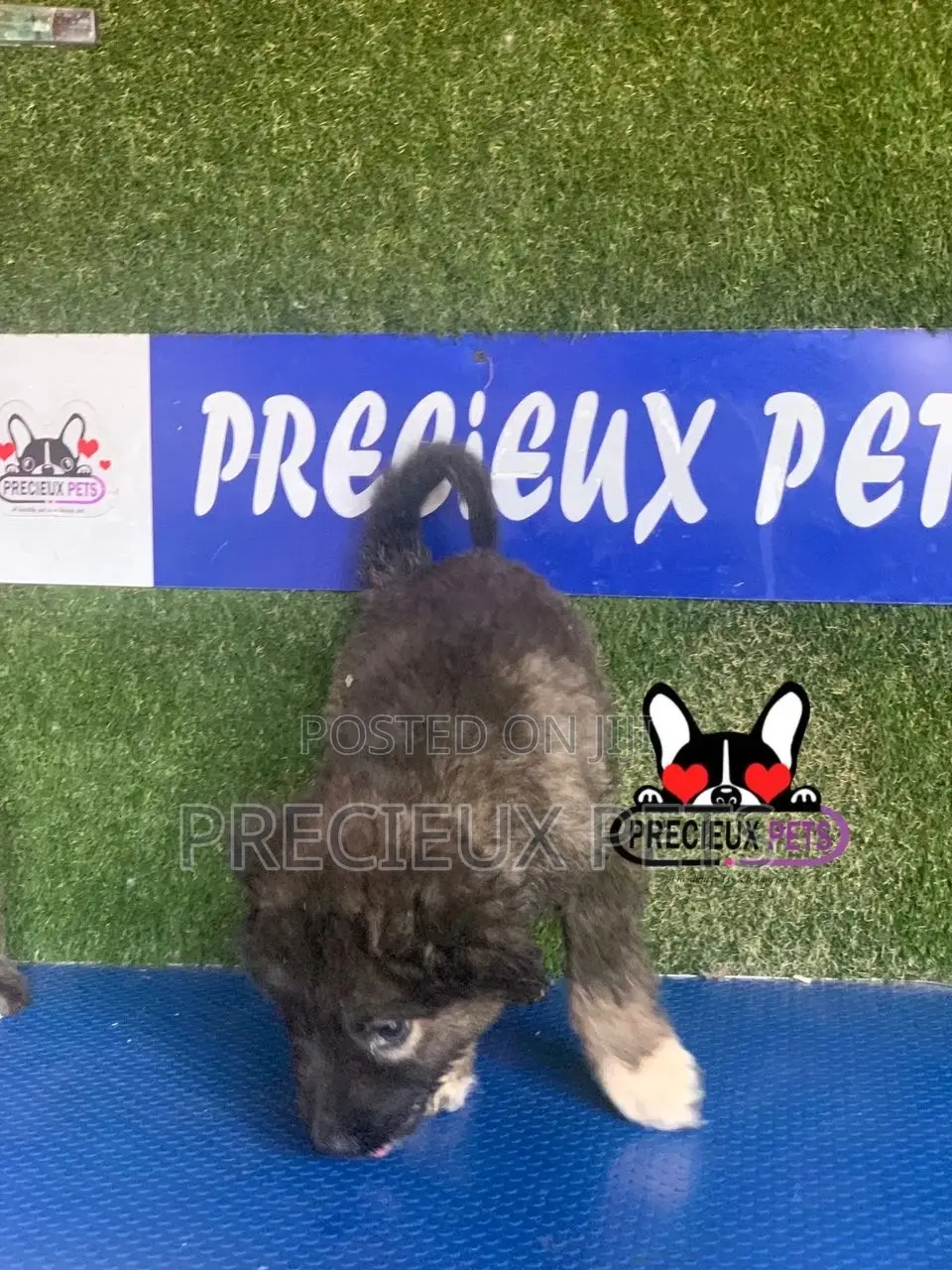 1-3 months Female Purebred Caucasian Shepherd