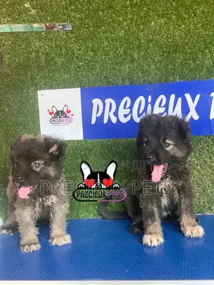 1-3 months Female Purebred Caucasian Shepherd