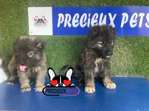 1-3 months Female Purebred Caucasian Shepherd