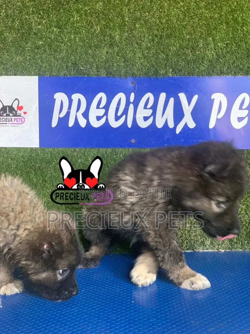 1-3 months Female Purebred Caucasian Shepherd