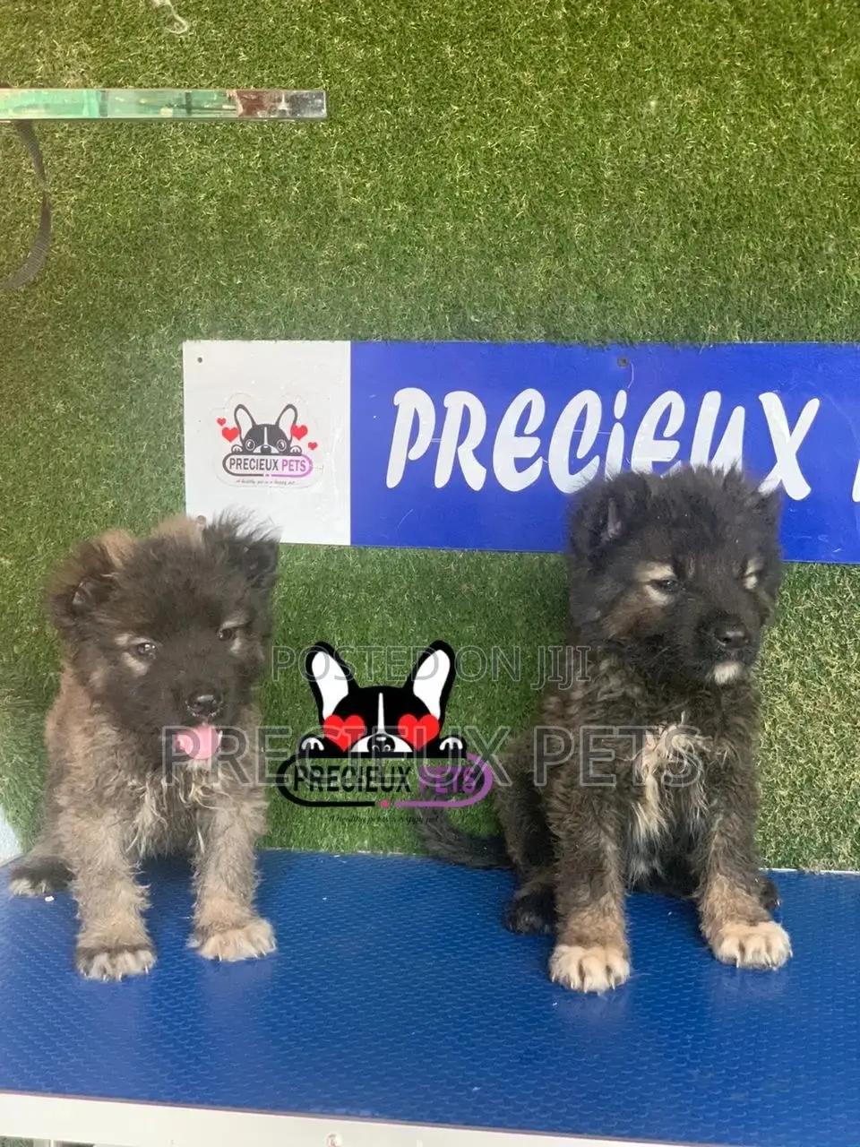 1-3 months Female Purebred Caucasian Shepherd