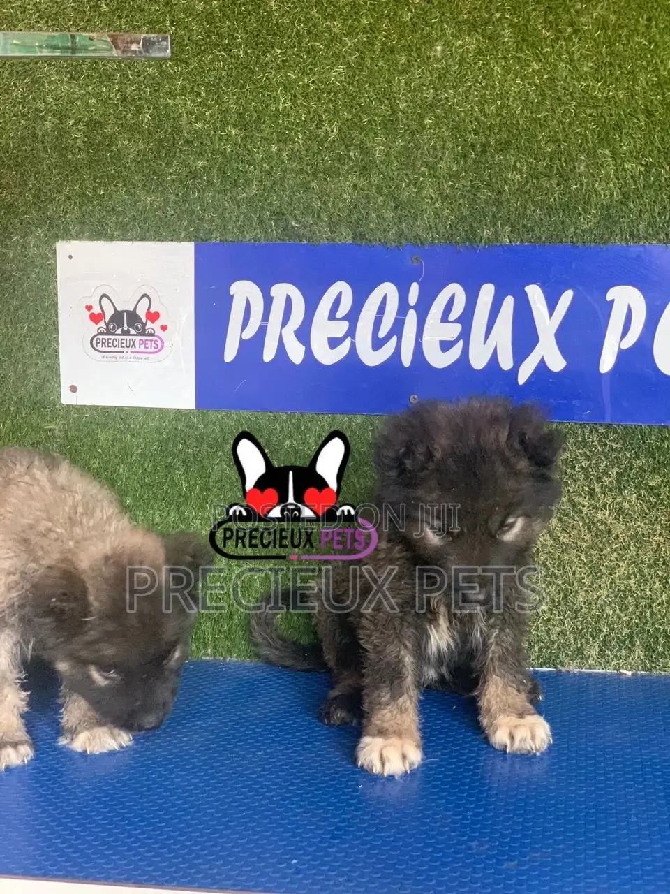 1-3 months Female Purebred Caucasian Shepherd