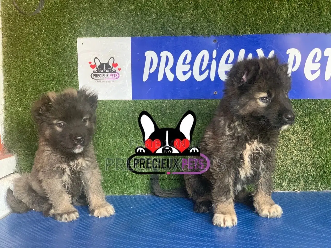 1-3 months Female Purebred Caucasian Shepherd