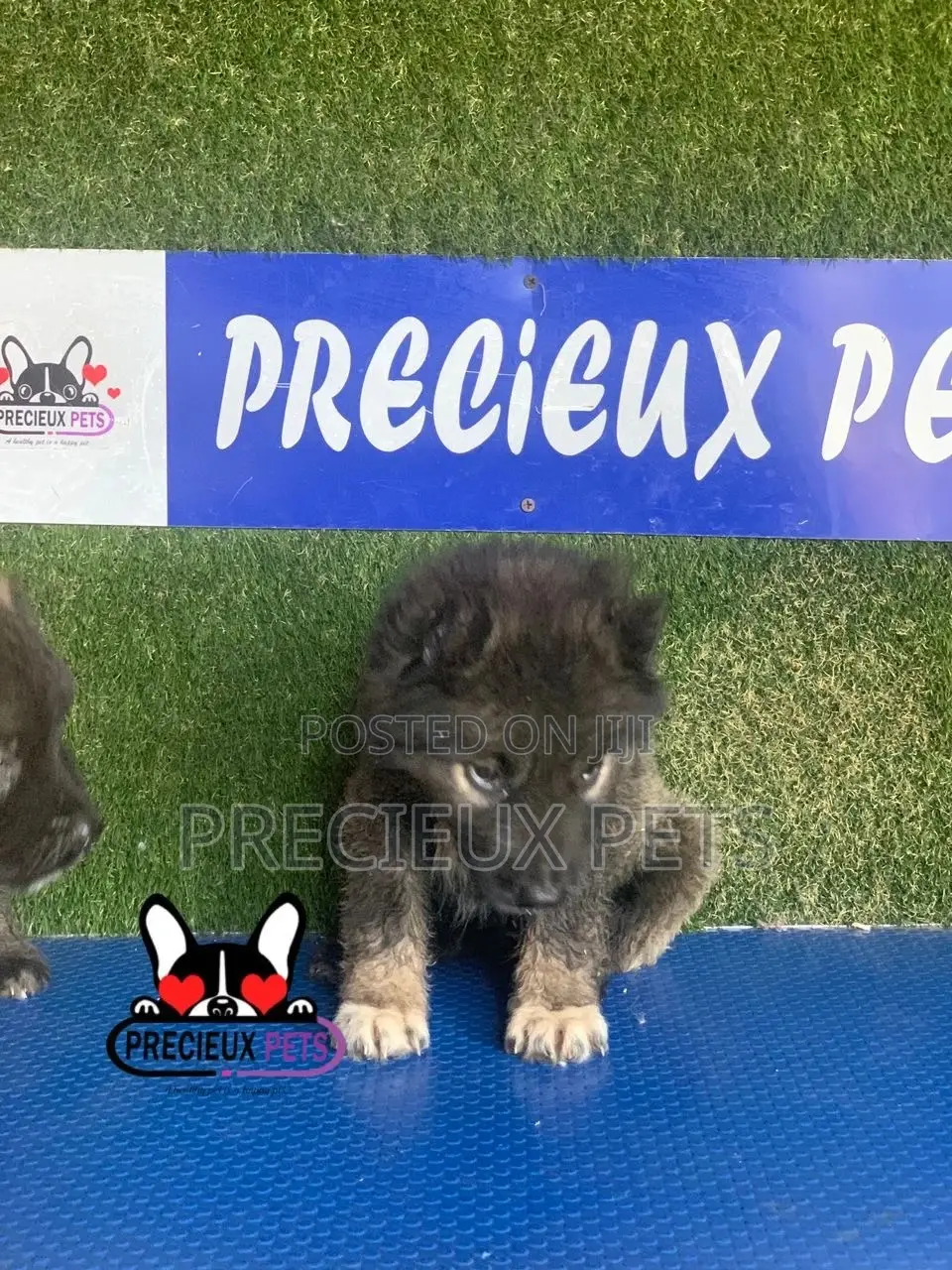 1-3 months Female Purebred Caucasian Shepherd