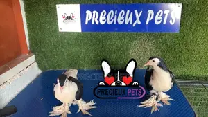 1 Pair of Black and White Fancy Lahore Pigeon Size