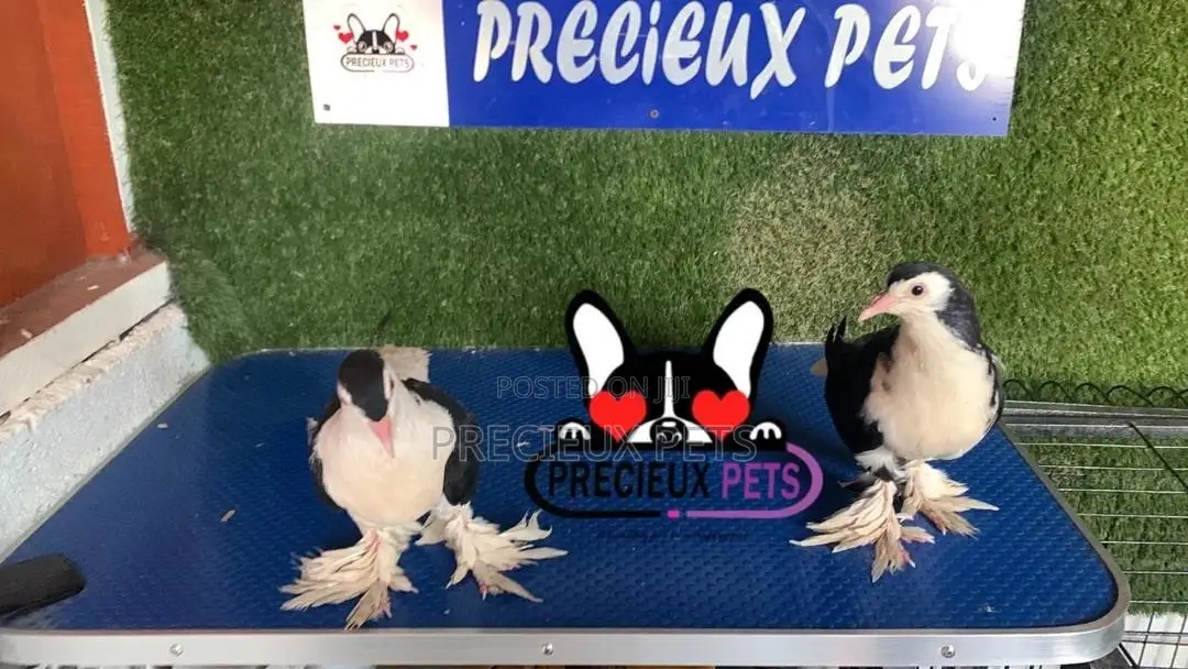 1 Pair of Black and White Fancy Lahore Pigeon Size