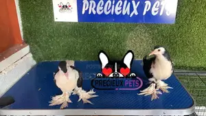 1 Pair of Black and White Fancy Lahore Pigeon Size