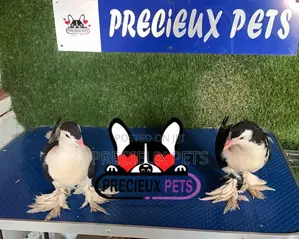 1 Pair of Black and White Fancy Lahore Pigeon Size