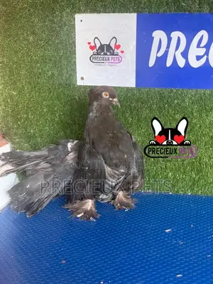1 Pair of Black Indian Pigeons