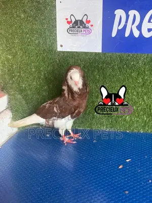 1 Pair of Coffe Color Mix Jacobins Pigeons