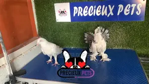 1 Pair of Mixed Fancy Pigeons