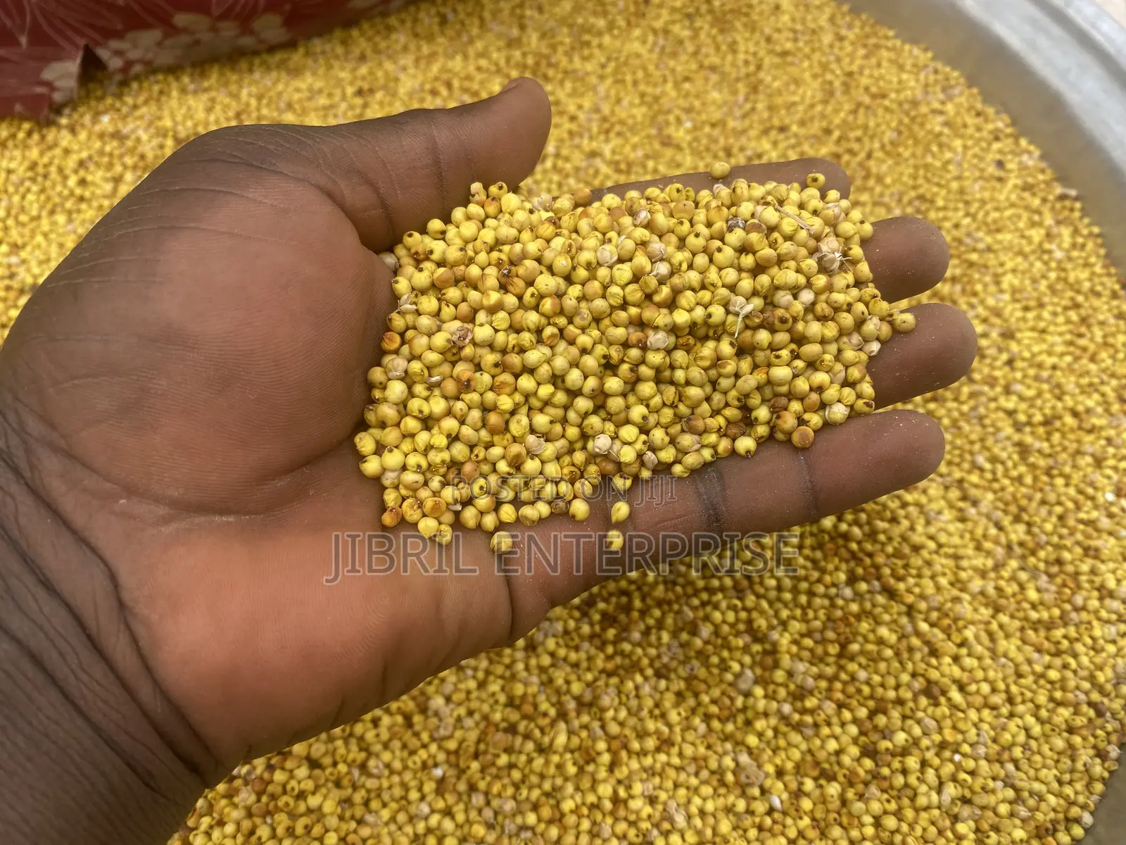 African Yellow Sorghum, Non Hybrid, Medium Yield Variety
