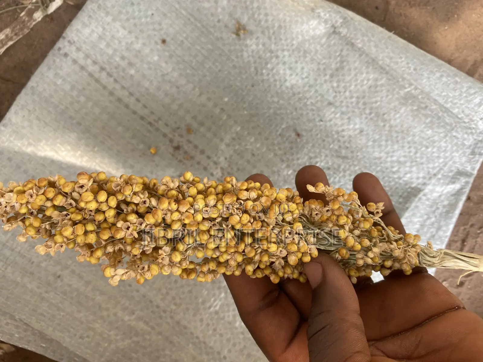 African Yellow Sorghum, Non Hybrid, Medium Yield Variety