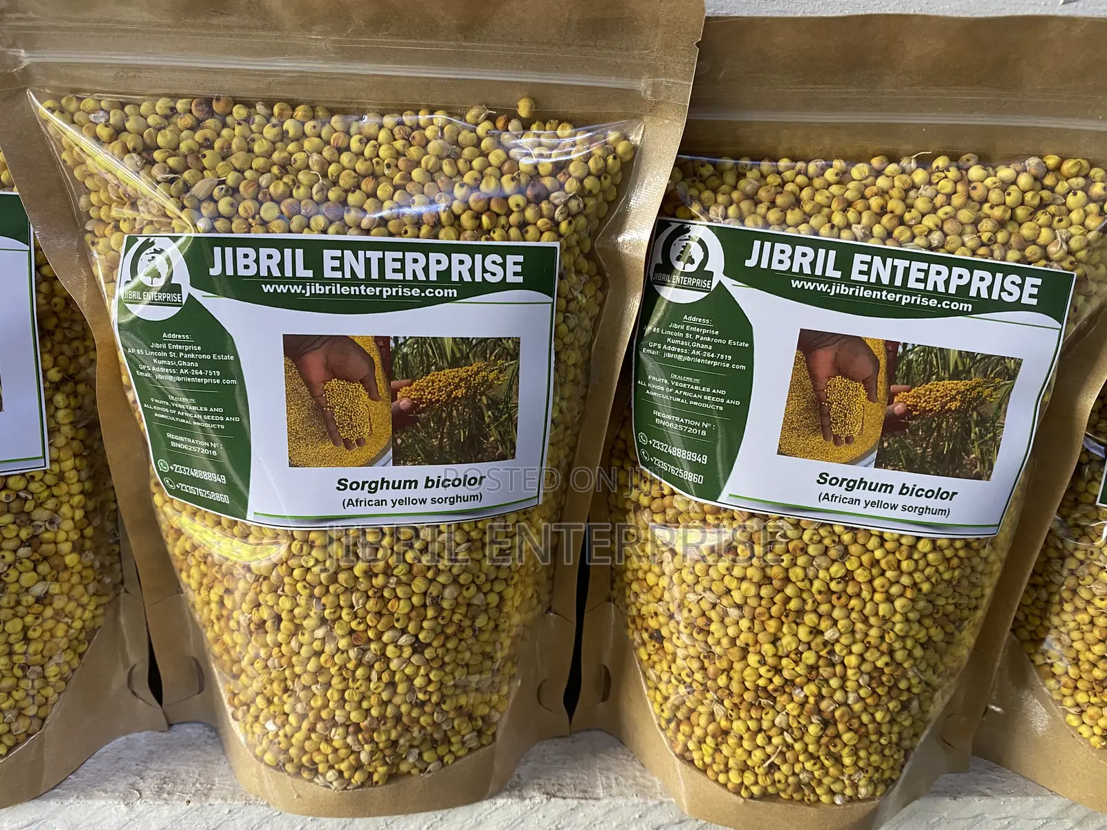 African Yellow Sorghum, Non Hybrid, Medium Yield Variety