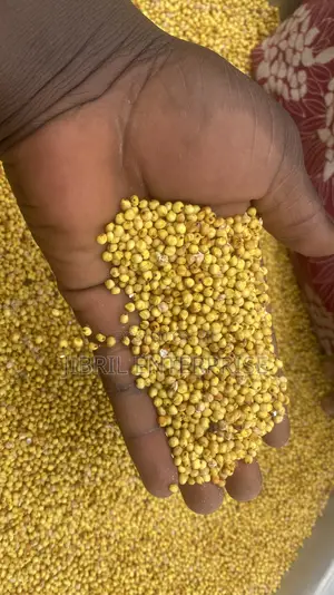 African Yellow Sorghum, Non Hybrid, Medium Yield Variety